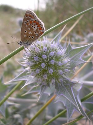 Tanya - Butterfly on a thistle