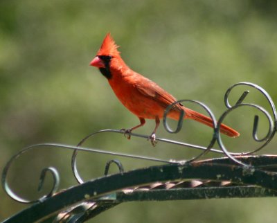 Bari - Cardinal