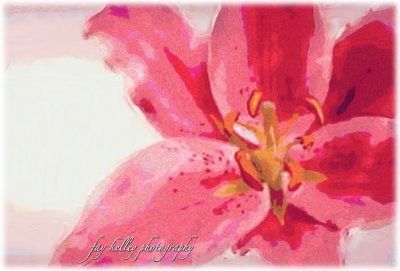 The Pink Lily