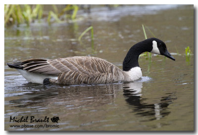 Bernache du Canada - Canada Goose