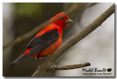 Piranga carlate - Scarlet Tanager