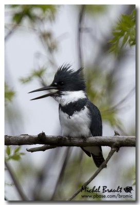 Martin-pcheur d'Amrique - Belted Kingfisher