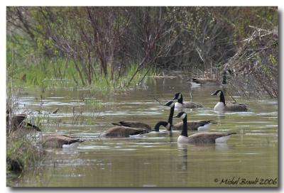 Bernaches - Canada geese