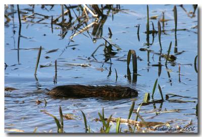 Rat musqu - Muskrat