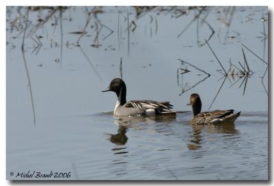 Canard Pilet - Northern Pintail