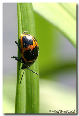 Coccinelle - Beetle