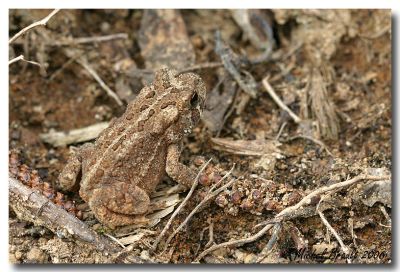 Crapaud commun - Common Toad