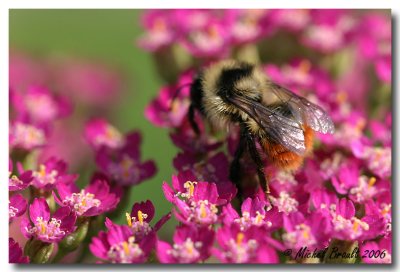 Bourdon - Bumblebee