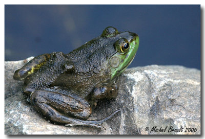 Amphibiens et Reptiles - Amphibians & Reptiles