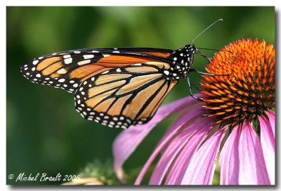 Papillons - Butterflies