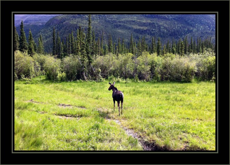 Alaska Highway Moose