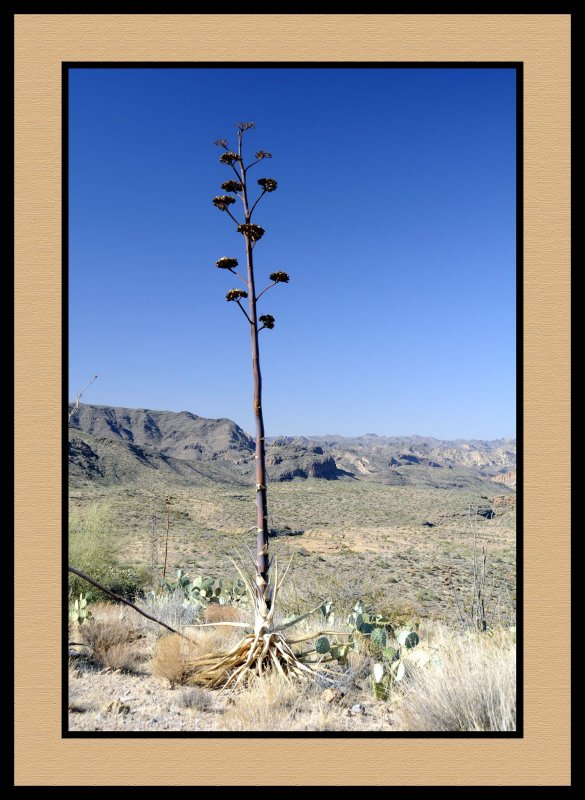 Agave (Century Plant)