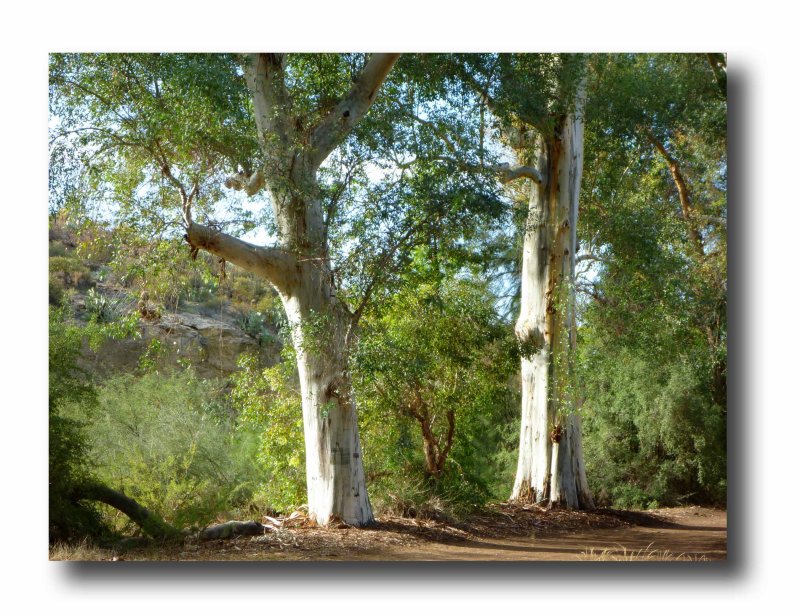 Fragrance of Eucalyptus