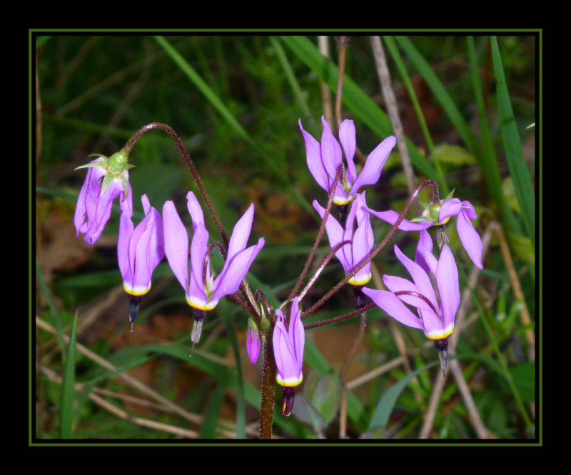 Orchids on Bear Hill