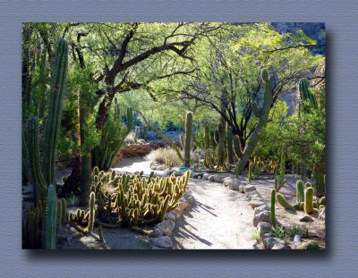 Boyce Thompson Arboretum - Chapter 5