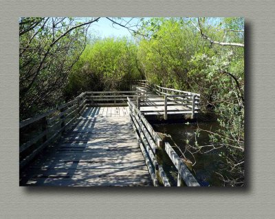 Swan Lake Nature Sanctuary