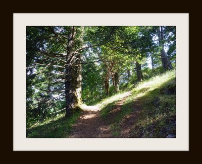Lone Tree Hill Trail