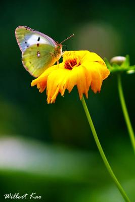 butterfly