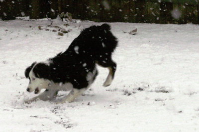 Snow dog.jpg