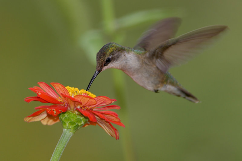 Ruby-throated Hummingbird