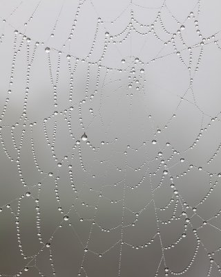 Web and Fog