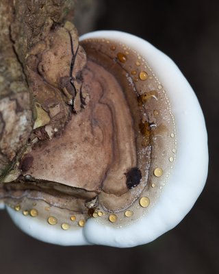 Polypore Brim