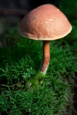 Bolete and Moss