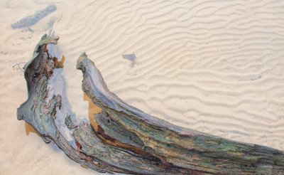 Drifting Sand and Driftwood 