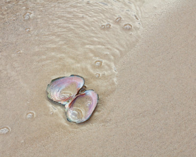 Mussel Shell and Sand 