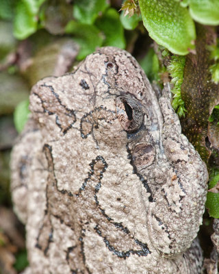 Common Gray Treefrog and Liverwort
