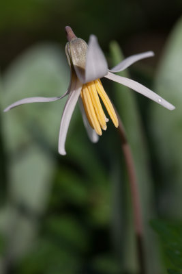 Trout Lily 2012