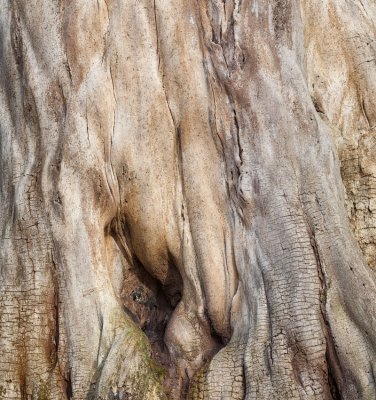 Nude Tree Trunk
