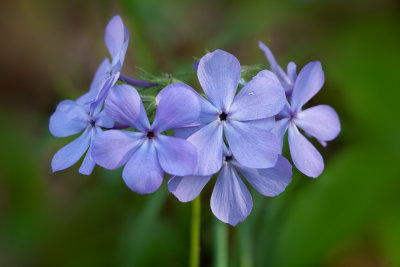 Blue Phlox 2012