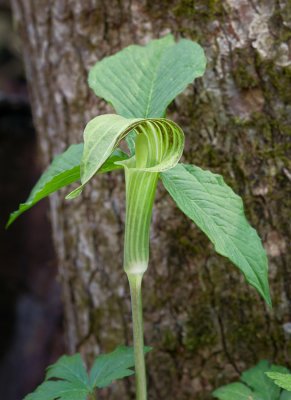 Jack-in-the-pulpit 2012