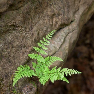 Fern and Sandstone