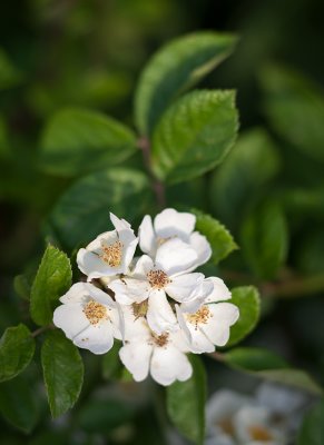 Wild Raspberry Blossom