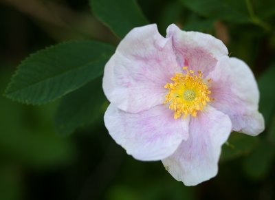 Faded Prairie Rose