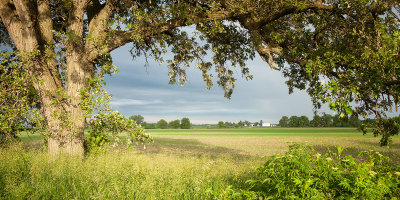 Oak Tree and Field
