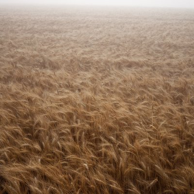 Intimate Wheat 