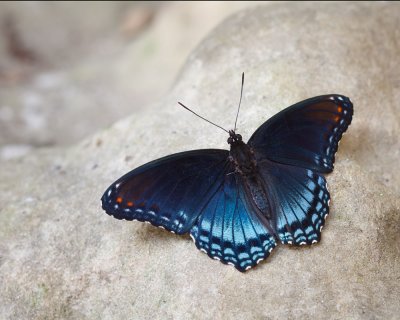 Red-spotted Purple 