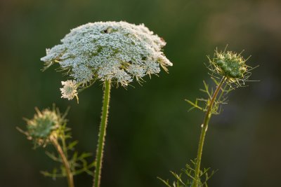 Queen Anne's Lace 2012