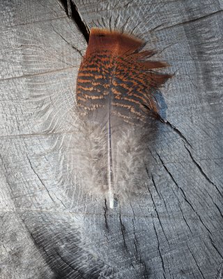 Feather and Stump 