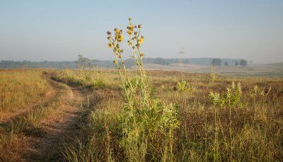 Compass Plant and Road 