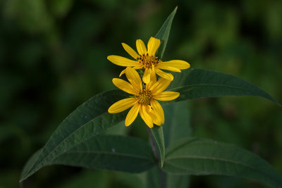 Woodland Sunflower 2012