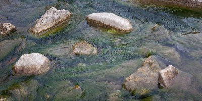 Rock and Algae 