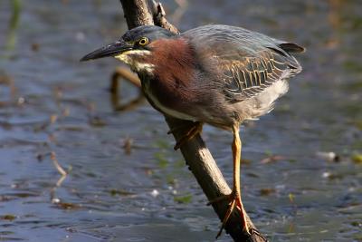 Green Heron