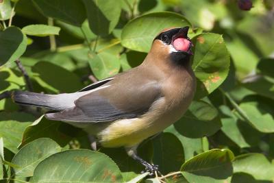 Cedar Waxwing 2 