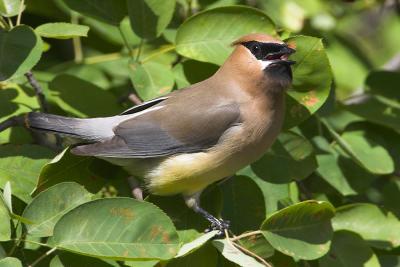 Cedar Waxwing 3 
