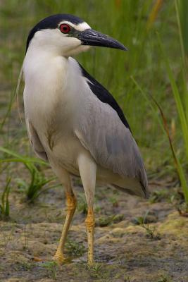 Black-Crowned Night Heron