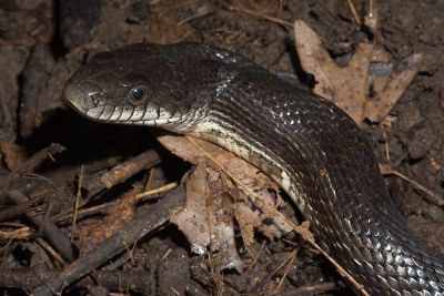 Black Rat Snake II